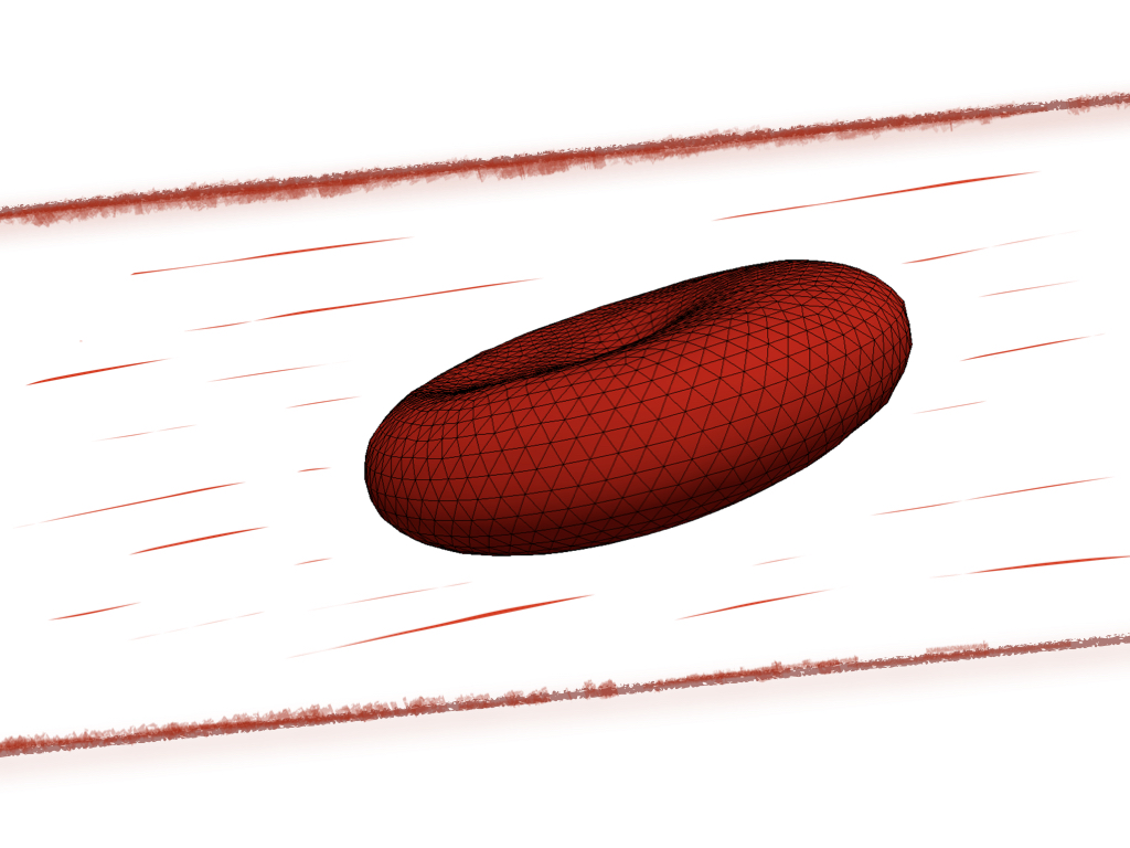 FIG5: Dinamica di membrane viscoelastiche immerse in fluidi